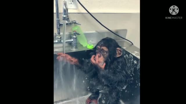 Funny dog driving car vs funny monkey bath- funny dog🤣🤣cute animals 😍😍