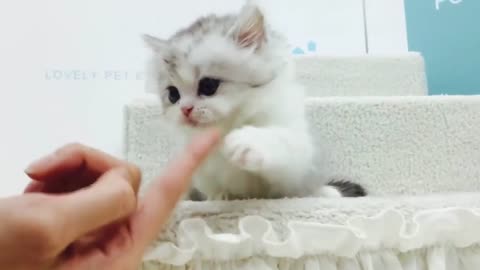 Adorable kitten :(((