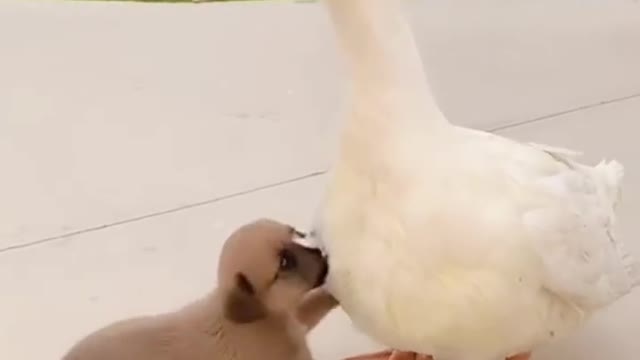 Mother duck is to be carried