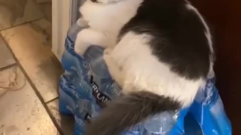 FUNNY CAT VIDEOS 2021