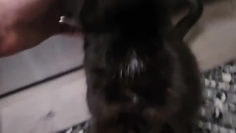 Anyone else's cat purr like this
