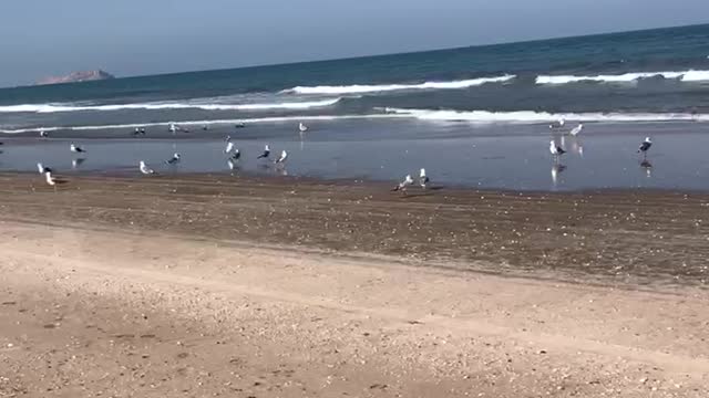 Drive car on beach