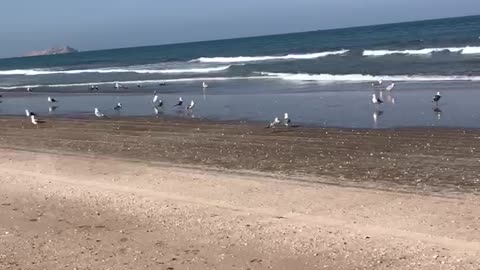 Drive car on beach