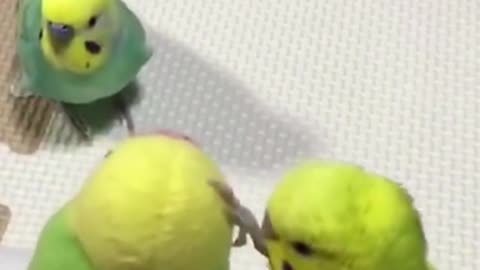 Cuty parrot