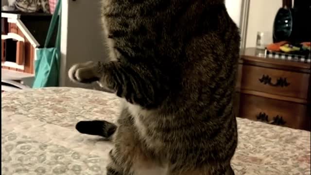 🐰Funniest Animal🐒|🐧Trending 🐯|🐘dog 🐱|🐶cutedog 🐇|🐹cat |cutecat 🦎animal #shorts