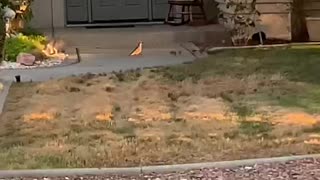 Baby Quail trying to catch up to their mommy