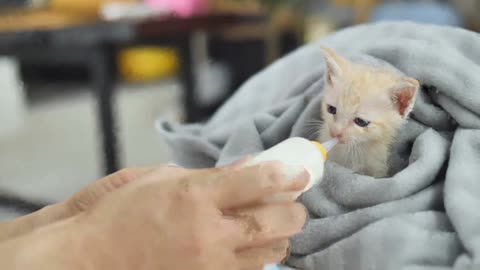 White kittens Feeding milk.