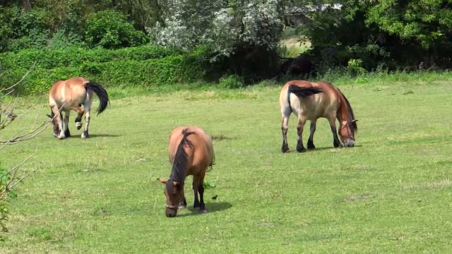 « Cheval » (/ʃəval/, pluriel « chevaux » /ʃəvo/)