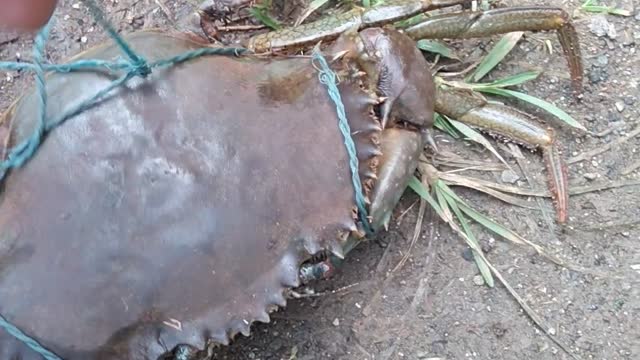 Crab best indian crab..