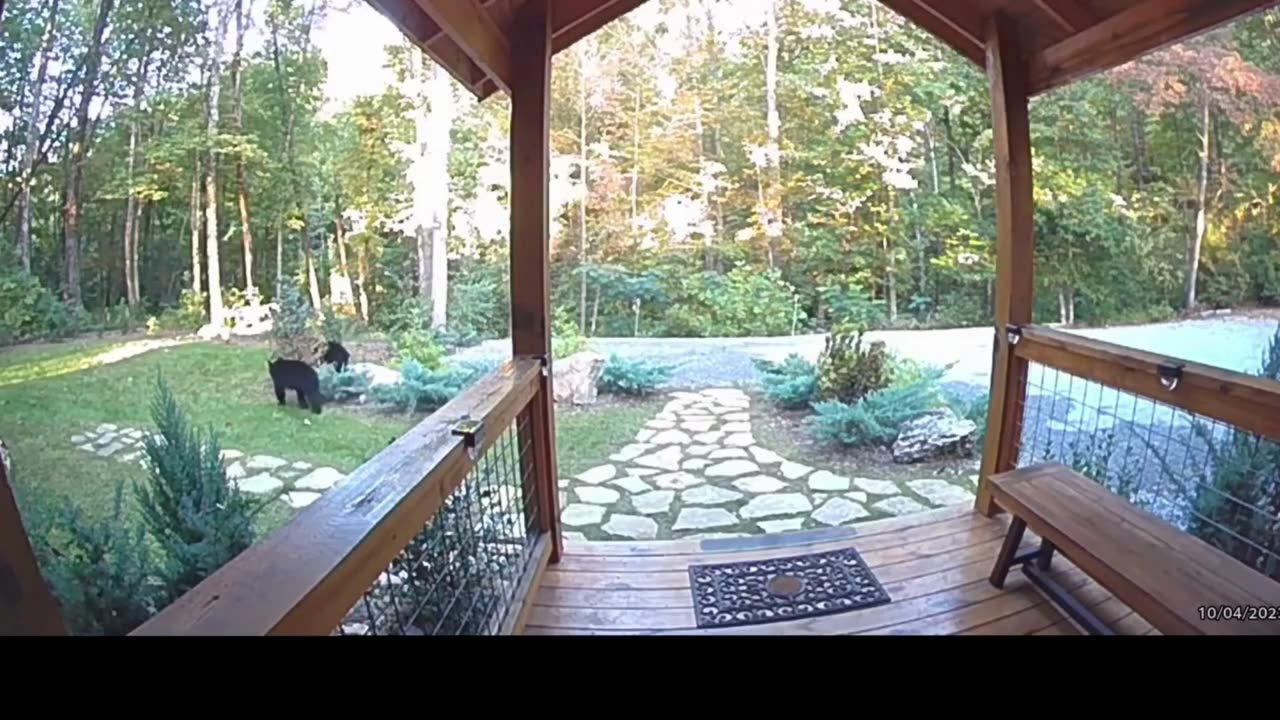 Spirited Wild Bears Engage in Playful Wrestling Match on Someone's Front Lawn