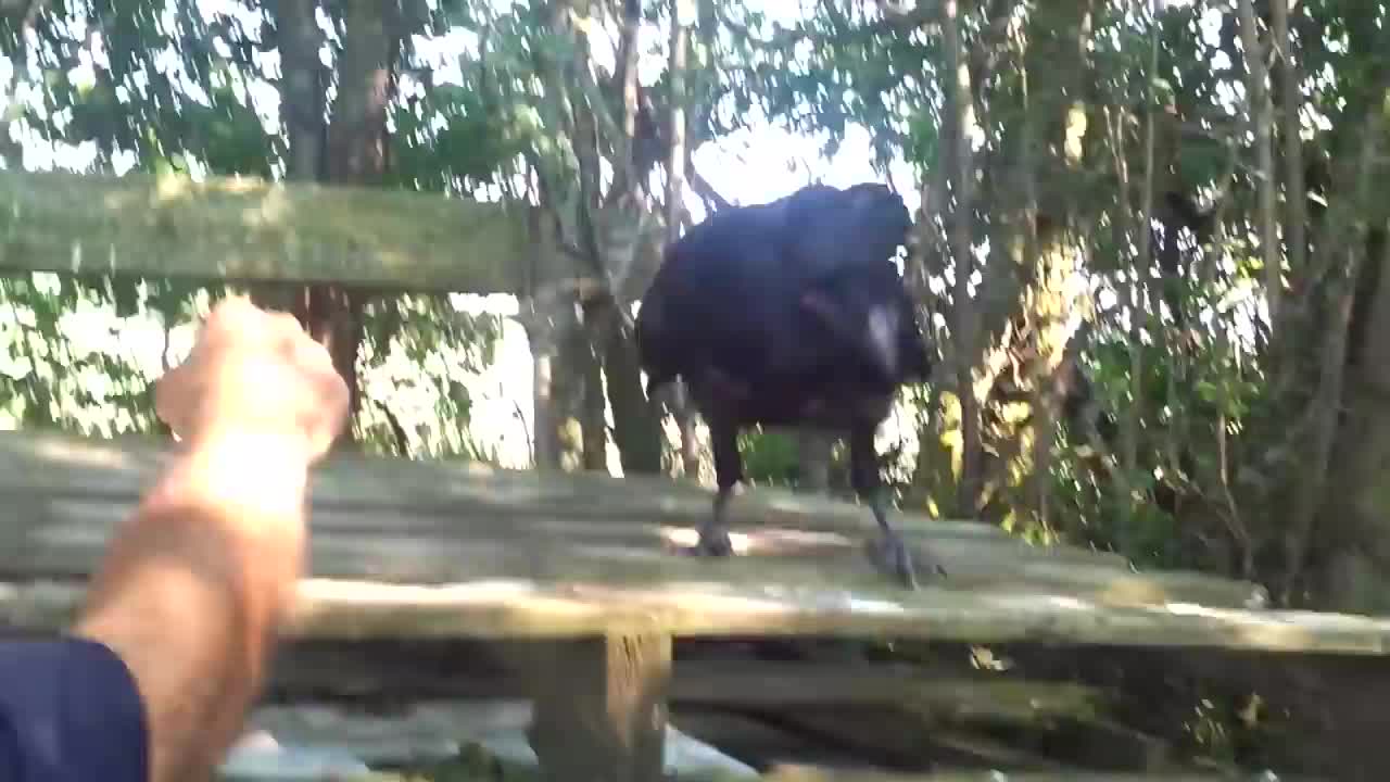 Feeding a wild raven!