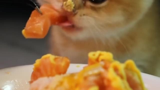 Cat kucing makan