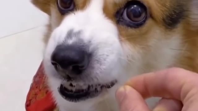 Dog funny videos, Dog funny video, Dog comedy video, Amazing Dog video