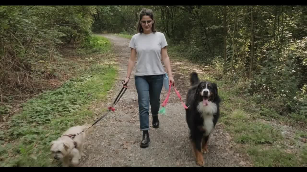 Young Woman Working As Dog Sitter With Dogs