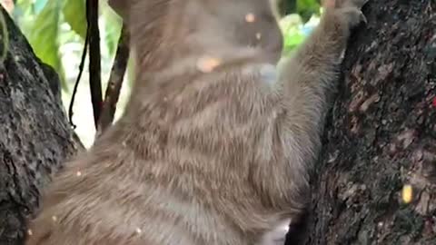 Meow climbing a tree