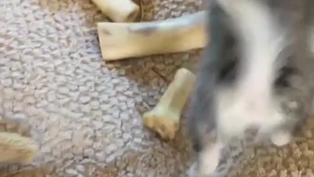 Dogs who want to eat meat, show to its owner