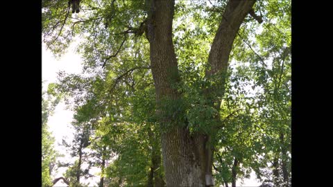 Song of the Ash Tree