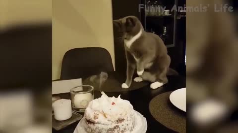 70 🐶 Dogs And 😹 Cats In Funny Situations Try Not To Laugh 😂