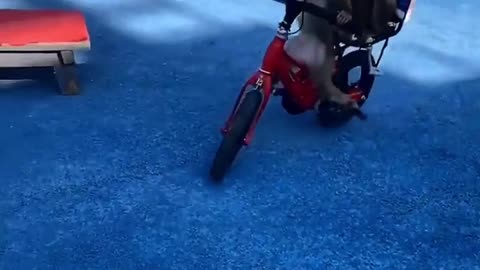 Monkeys enjoying a bicycle ride