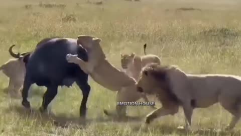 Lion ate head buffalo and its child together animals video