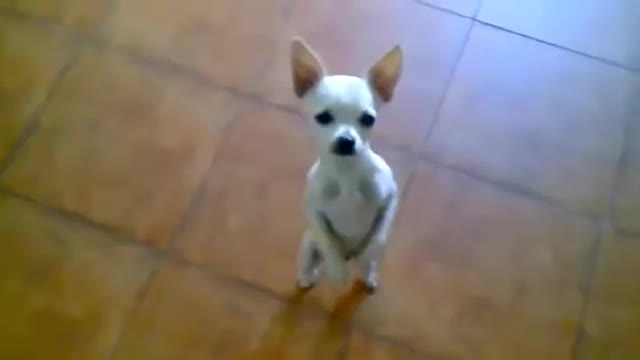 Chihuahua very funny dancing