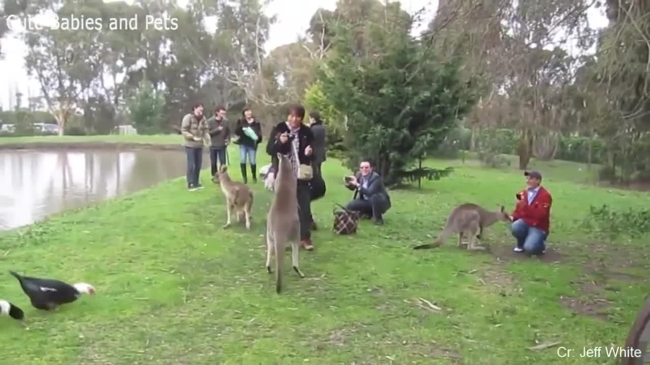 Funny Animals Scarring And Chasing People 2021 Compilation