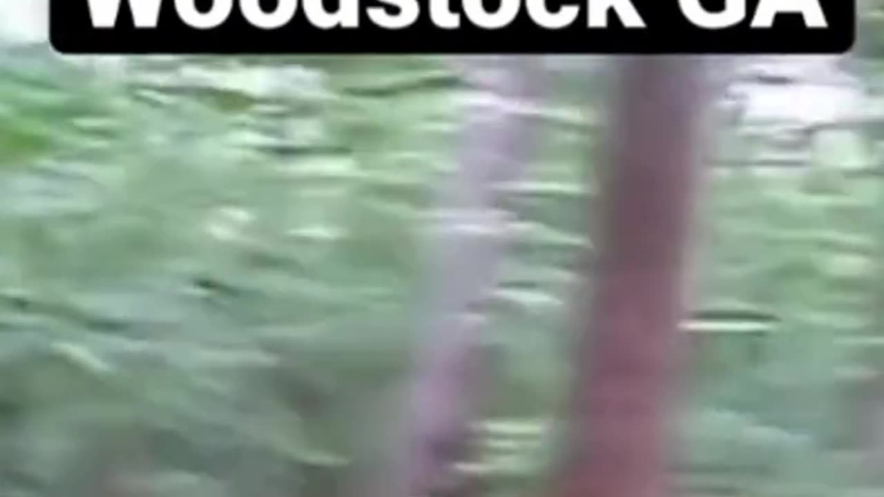 Dogman short