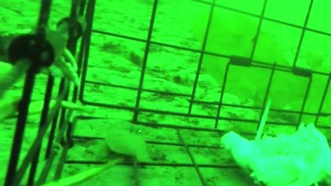 Underwater Footage of a Crab Trap at 90ft