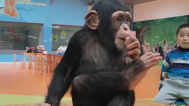 A foodie chimp