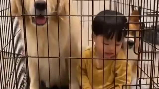 Golden_Retriever_Love__Dog_Funny___Dog_Life___Cute_dog__Pet_Planet