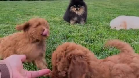 Wow cute baby dogs ❤️ best funny dogs in the world