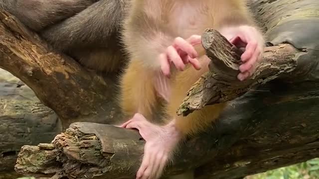 Baby monkey cute animals 39