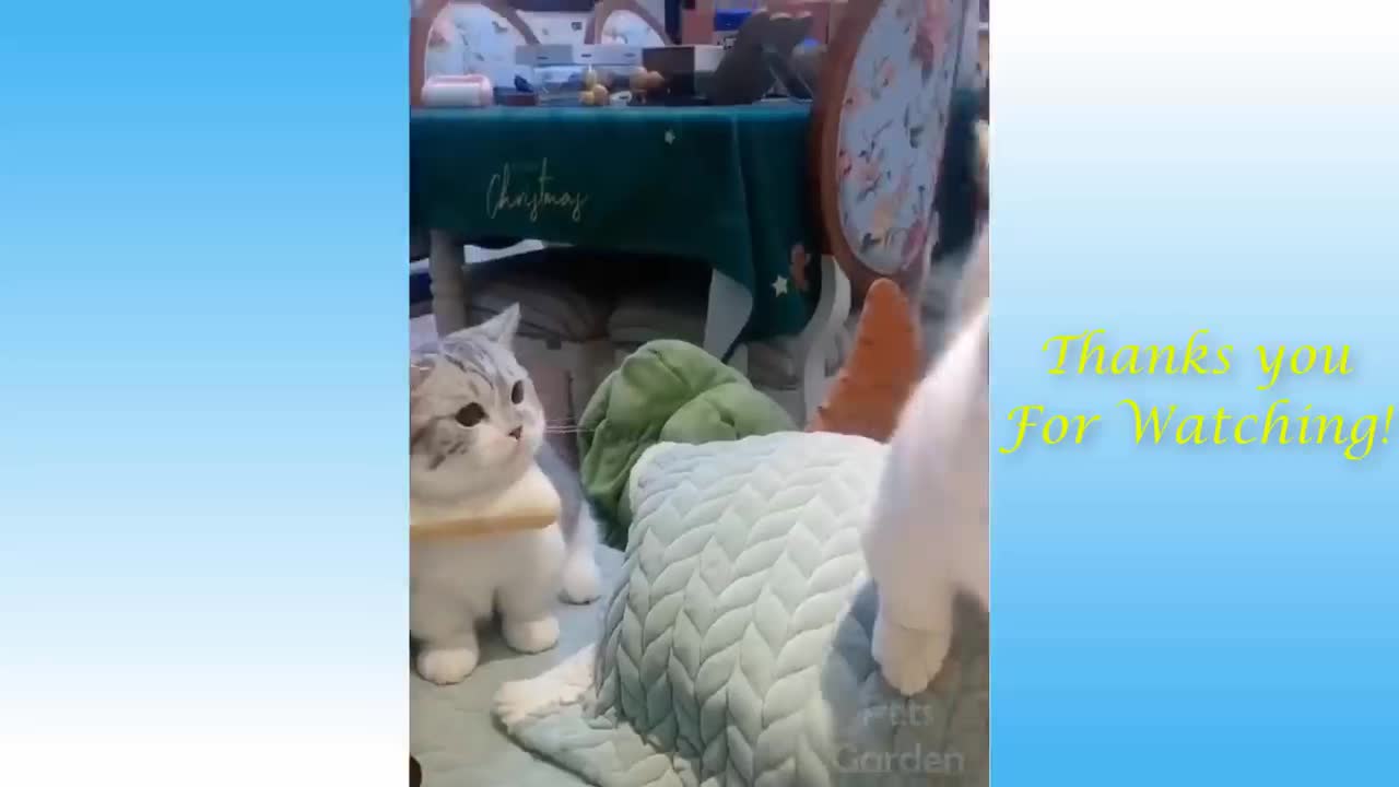 Funny Animals Compilation 😁