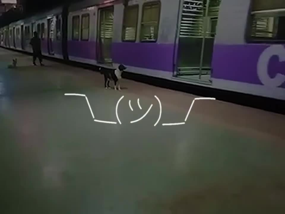 The dog waits for the same train every night! 💔
