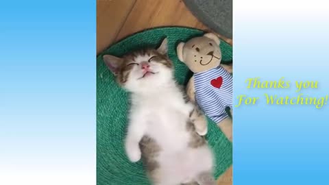 BEST Cute Pets And Funny Animals Compilation 11 Funny Sunny