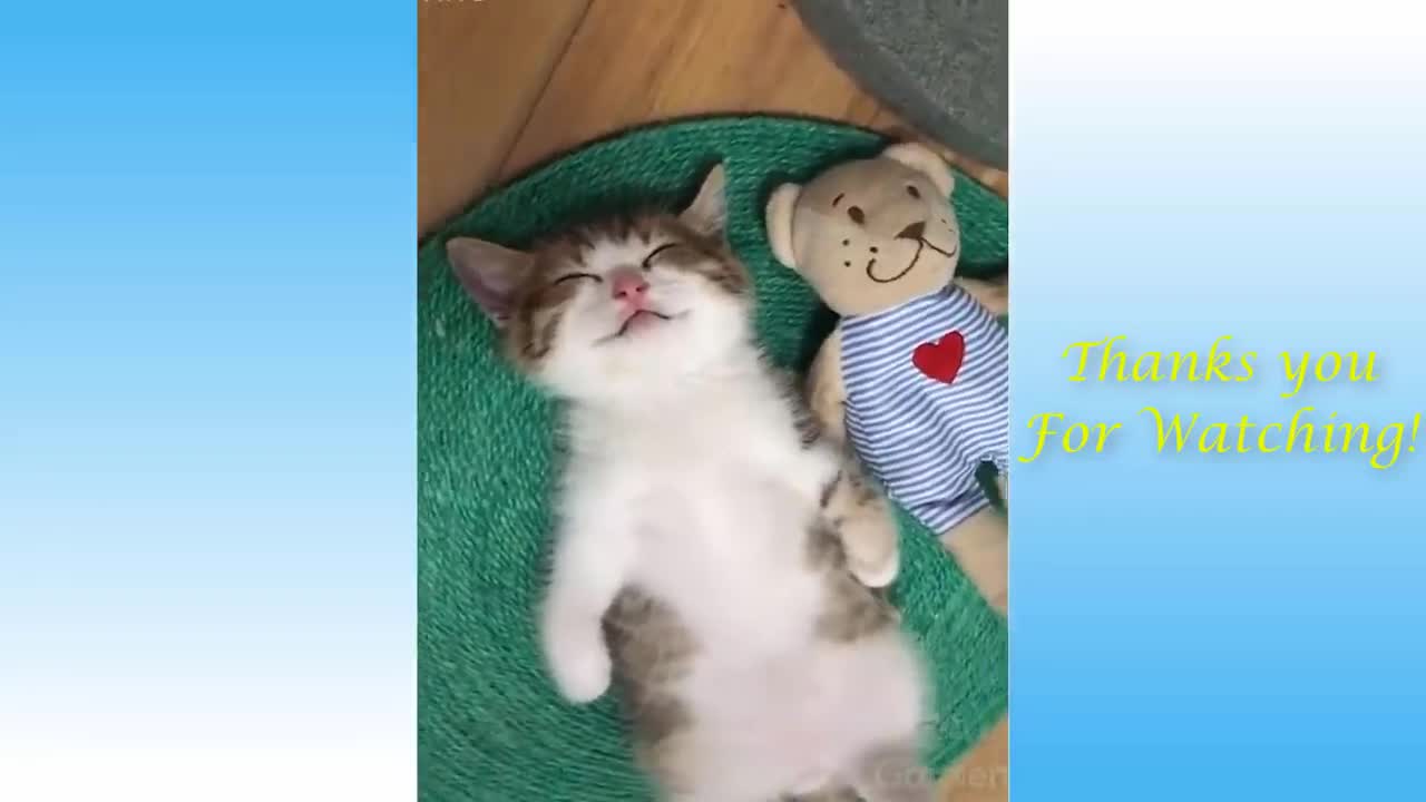 BEST Cute Pets And Funny Animals Compilation 11 Funny Sunny