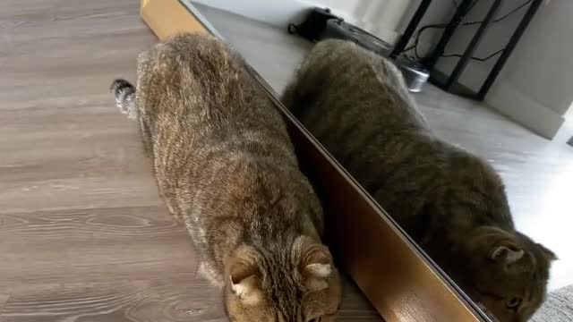 Cute cat showing mirror