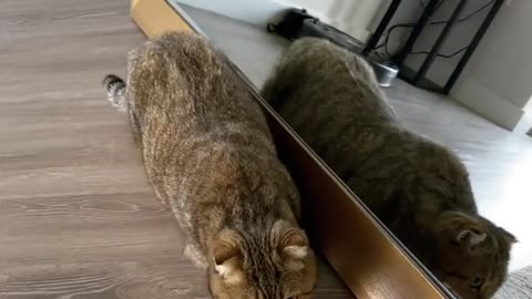 Cute cat showing mirror