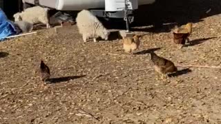 Benny Farm fall, goats and chickens