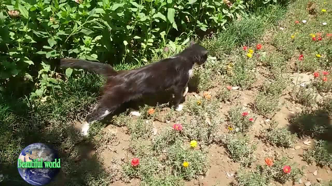 The cat is resting | funny cat | Playful cat | cats | most popular cat video | popular cat video