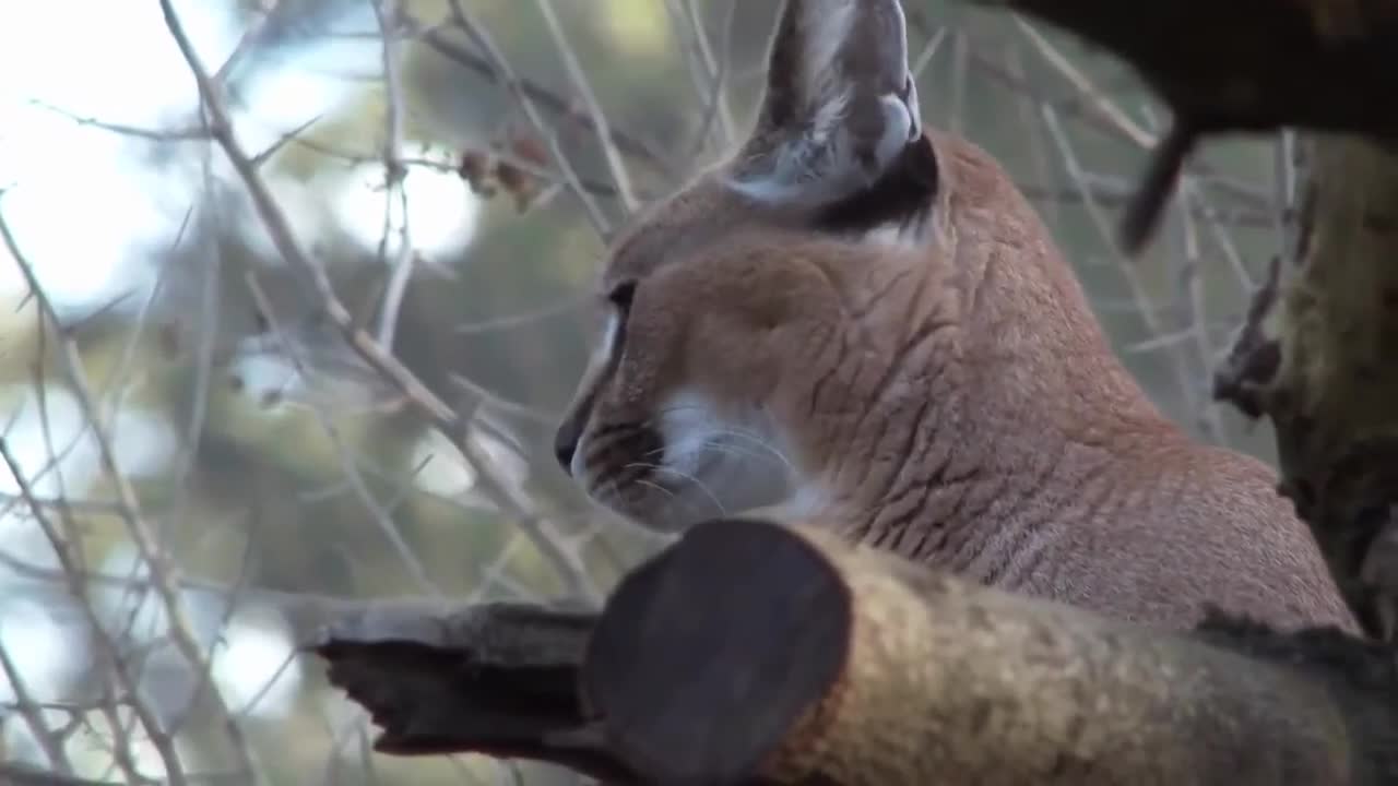 The Canada Lynx Behavior