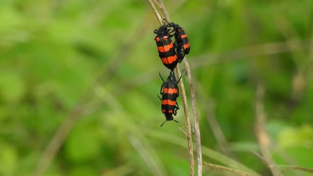 Leaf Beetle - 48032