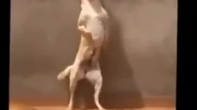 Dança muito cachorro