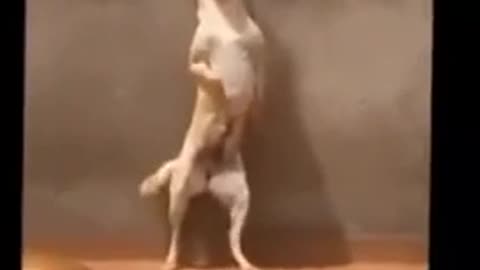 Dança muito cachorro