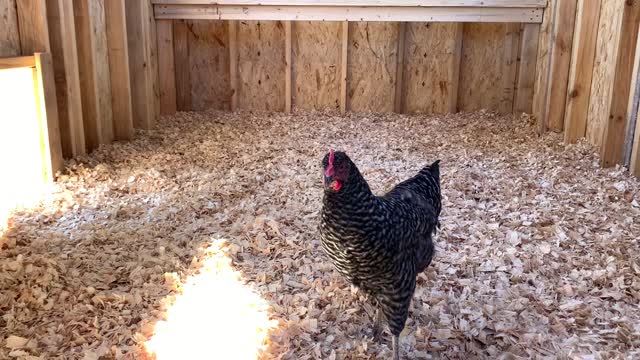 Finishing the siding on the new chicken coop