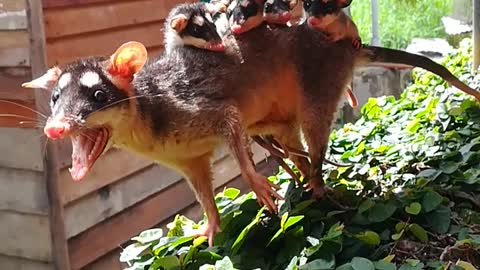 Opossum Family Traveling Along a Fence