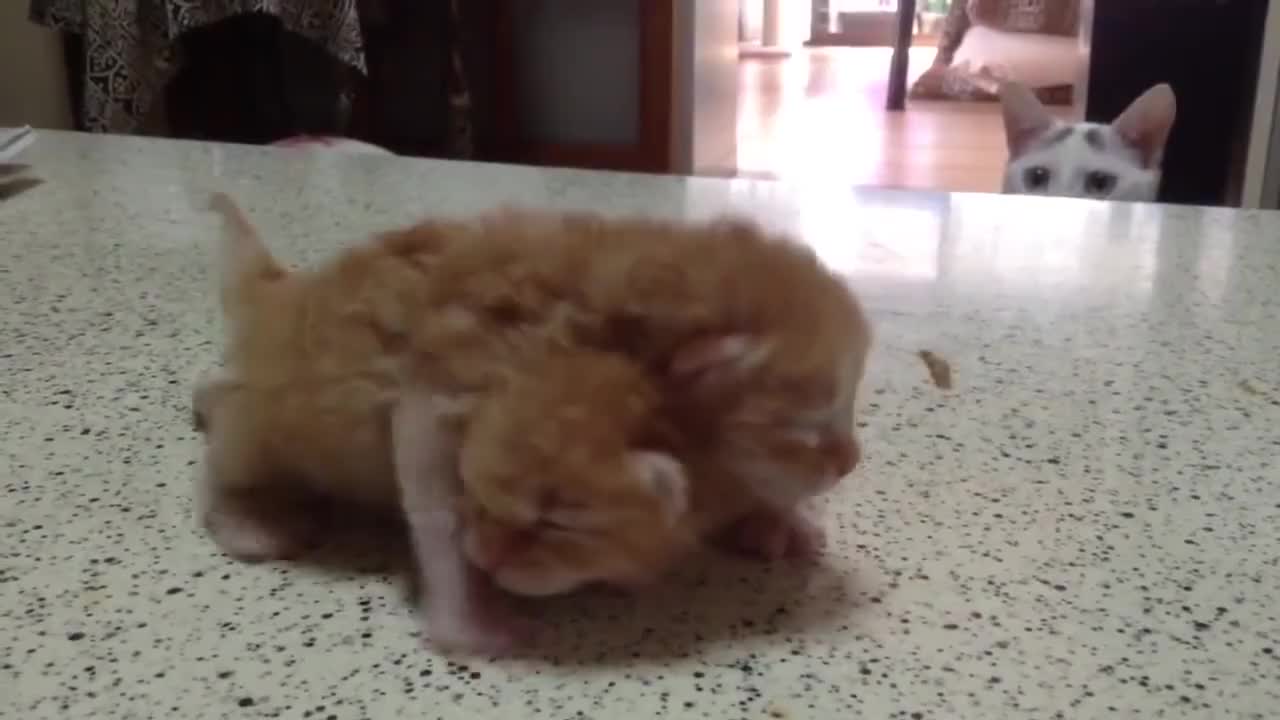 Mother cat hilariously entertains her kittens