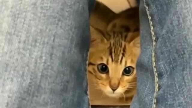 https://youtu.be/qvaG4MPT2Ns