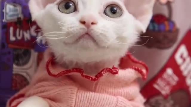 Do you like this kitten, it looks really cute.