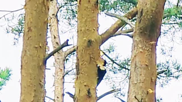 woodpecker peeling pine